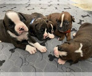 Boxer Litter for sale in BREMEN, KY, USA