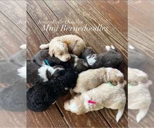 Miniature Bernedoodle Litter for sale in CARMICHAELS, PA, USA