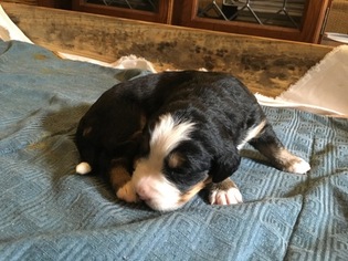 Bernese Mountain Dog Litter for sale in CAYCE, SC, USA