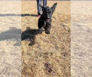 Bernedoodle Litter for sale in BOWIE, CO, USA