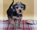 Small Beagle-Yorkshire Terrier Mix