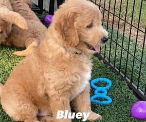 Goldendoodle (Miniature) Litter for sale in FORT GIBSON, OK, USA