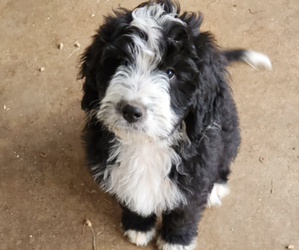 Bernedoodle Litter for sale in TAYLORSVILLE, NC, USA