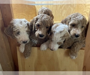 Goldendoodle-Poodle (Standard) Mix Litter for sale in LOUISBURG, NC, USA