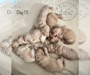 Goldendoodle Litter for sale in NORTON, MA, USA