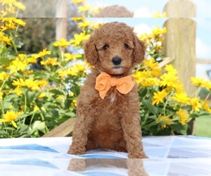 Poodle (Standard) Litter for sale in ETNA GREEN, IN, USA