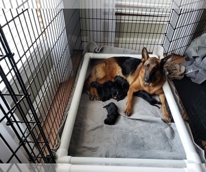 German Shepherd Dog Litter for sale in PLYMOUTH, NH, USA