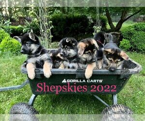 German Shepherd Dog-Siberian Husky Mix Litter for sale in BATTLE GROUND, WA, USA