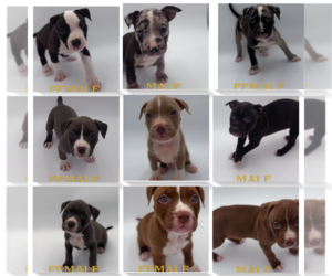 American Bully Litter for sale in SILVER SPRING, MD, USA