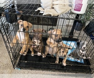 American Pit Bull Terrier Litter for sale in VALLEJO, CA, USA