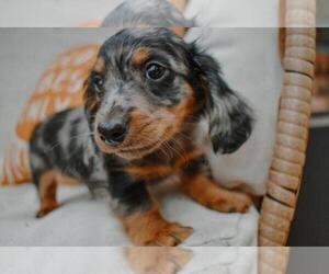 Dachshund Litter for sale in WEST PLAINS, MO, USA