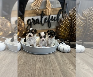 Yorkshire Terrier Litter for sale in SCOTCHTOWN BRANCH, NY, USA