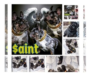 French Bulldog Litter for sale in LARGO, FL, USA