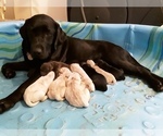 Small Photo #1 Goldendoodle-Labrador Retriever Mix Puppy For Sale in KALISPELL, MT, USA