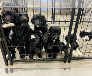 Bordoodle Litter for sale in FAYETTEVILLE, AR, USA