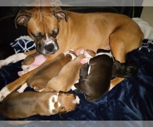 Boxer Litter for sale in NORDMAN, ID, USA