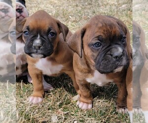Boxer Litter for sale in OLATHE, CO, USA