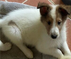 Collie Litter for sale in HIGH POINT, NC, USA
