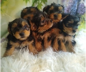 Yorkshire Terrier Litter for sale in AFTON, VA, USA