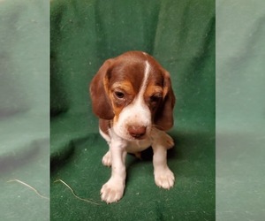 Beagle Litter for sale in LINCOLN, TX, USA