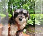 Small Photo #1 Schnauzer (Miniature) Puppy For Sale in LEESBURG, VA, USA