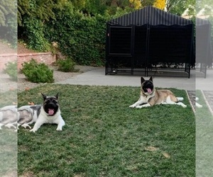 Akita Litter for sale in ANTIOCH, CA, USA