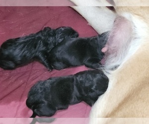 Mastiff-Newfoundland Mix Litter for sale in BONNERS FERRY, ID, USA