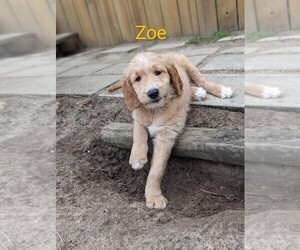 Goldendoodle Litter for sale in TALLAHASSEE, FL, USA