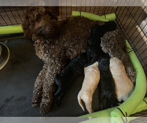 Goldendoodle Litter for sale in BRYAN, TX, USA