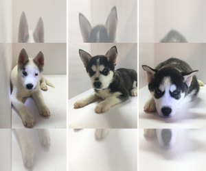 Siberian Husky Litter for sale in INDIANAPOLIS, IN, USA