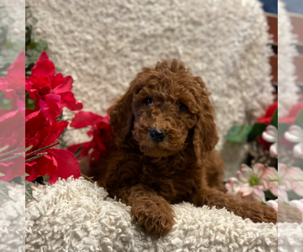 Medium Photo #1 Poodle (Standard) Puppy For Sale in GAP, PA, USA