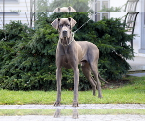 Medium Great Dane