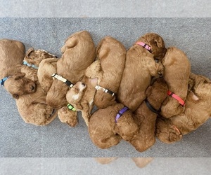 Irish Doodle Litter for sale in SUMTERVILLE, FL, USA