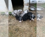 Small Photo #1 Australian Shepherd Puppy For Sale in BRASHEAR, MO, USA