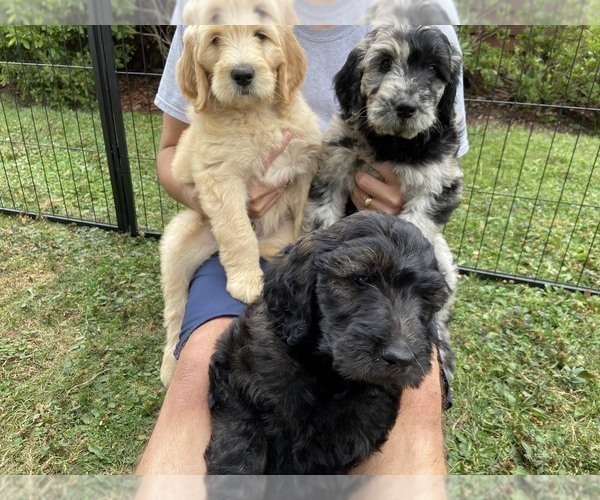 Medium Photo #1 Goldendoodle Puppy For Sale in FREWSBURG, NY, USA