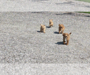 Poodle (Miniature) Litter for sale in CLARE, MI, USA