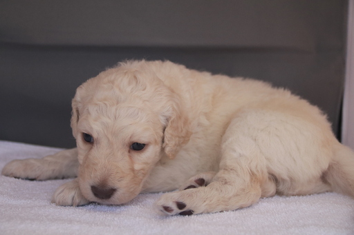 Medium Photo #1 Labradoodle Puppy For Sale in CLARKSVILLE, TN, USA