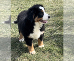 Small Photo #1 Bernese Mountain Dog Puppy For Sale in NILES, MI, USA