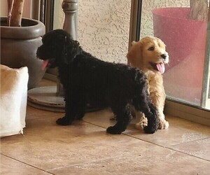 Goldendoodle Litter for sale in QUEEN CREEK, AZ, USA