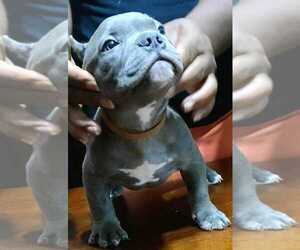 American Bully Litter for sale in FRIDLEY, MN, USA