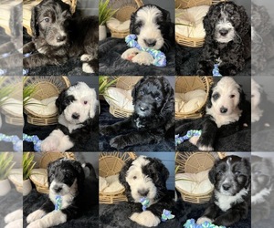 Sheepadoodle Litter for sale in PEORIA, AZ, USA