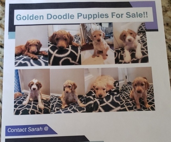 Medium Photo #1 Goldendoodle Puppy For Sale in MURFREESBORO, TN, USA