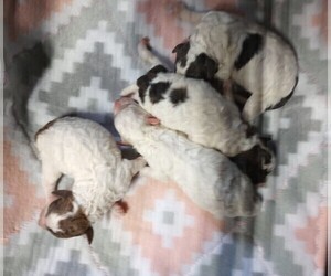 Poodle (Toy) Litter for sale in CHANUTE, KS, USA