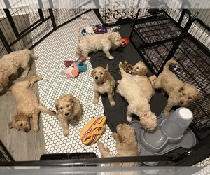 Goldendoodle-Poodle (Standard) Mix Litter for sale in INMAN, SC, USA