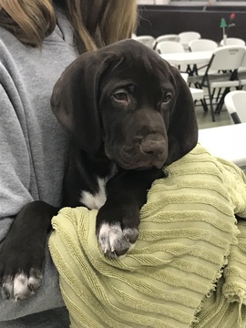 Medium Photo #1 German Shorthaired Pointer Puppy For Sale in MANCHESTER, IA, USA