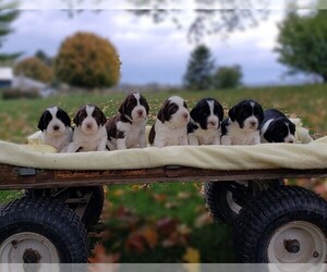 English Springer Spaniel Litter for sale in RICHLAND, PA, USA
