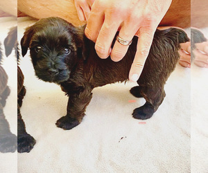 Poodle (Toy)-Soft Coated Wheaten Terrier Mix Litter for sale in SCOTTSDALE, AZ, USA
