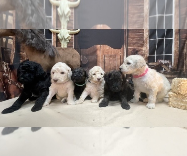 Medium Photo #1 Goldendoodle Puppy For Sale in CLEVELAND, TN, USA
