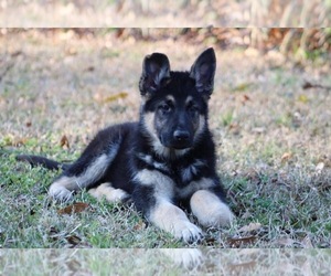 German Shepherd Dog Litter for sale in MONTROSE, MS, USA