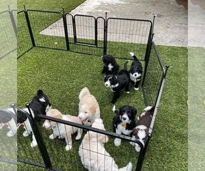 Bordoodle Litter for sale in AUSTIN, TX, USA